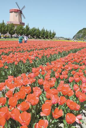 見頃を迎えたチューリップ＝安来市伯太町東母里