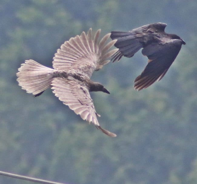 見つかった白い羽根のカラス（左）＝益田市匹見町道川（水元満夫さん提供）
