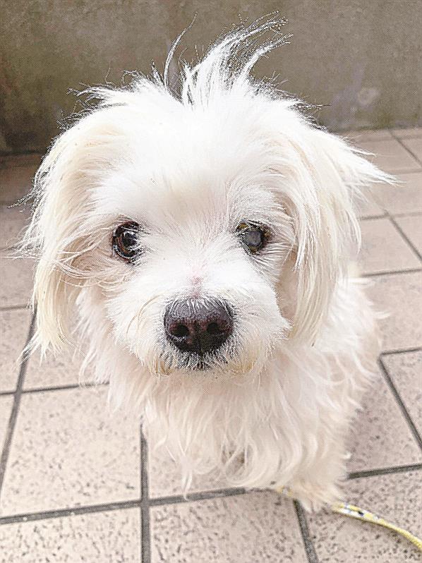 命と心に寄り添って ７ 保護犬との信頼 時間かけ 山陰中央新報デジタル