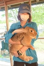 朝刊先読み！】愛宕山公園に巨大ウサギが仲間入り 通常の倍以上 | 山陰