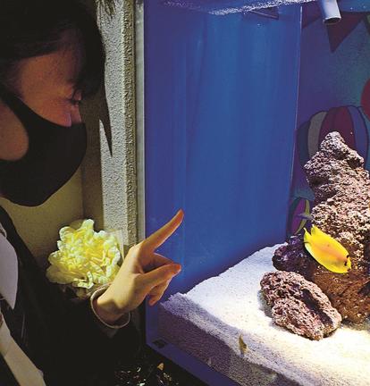黄金色の魚を鑑賞する来場者＝浜田市・江津市、しまね海洋館アクアス