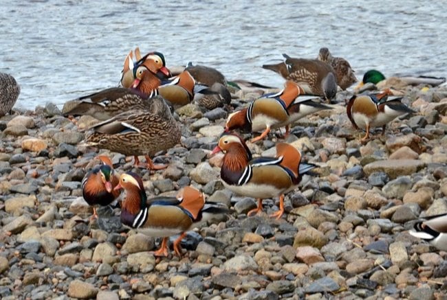 河原で餌をついばむオシドリ＝鳥取県日野町根雨、日野川