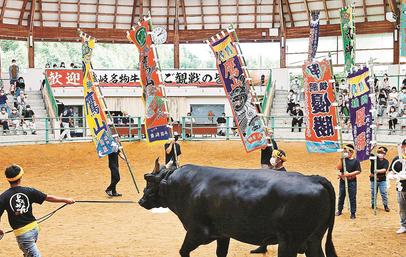動画あり】未来へつなぐ 山陰の祭り・行事〈2〉 隠岐の牛突き（隠岐の