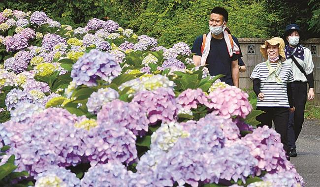 アジサイを見ながら歩く参加者＝島根県隠岐の島町卯敷