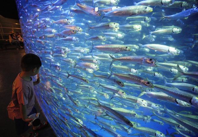 約１万匹のマイワシが回遊する北海道登別市の水族館「登別マリンパークニクス」。「すいぞっかん」と言うことはないだろうか（資料）