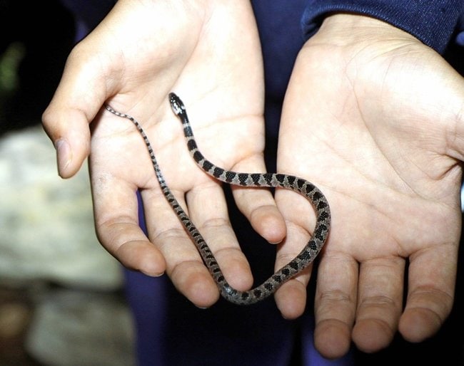 島根県レッドデータブックで準絶滅危惧種となっているシロマダラ＝島根県隠岐の島町蛸木
