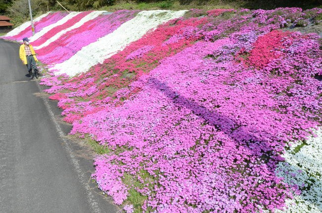 見頃を迎えた芝桜＝安来市広瀬町東比田