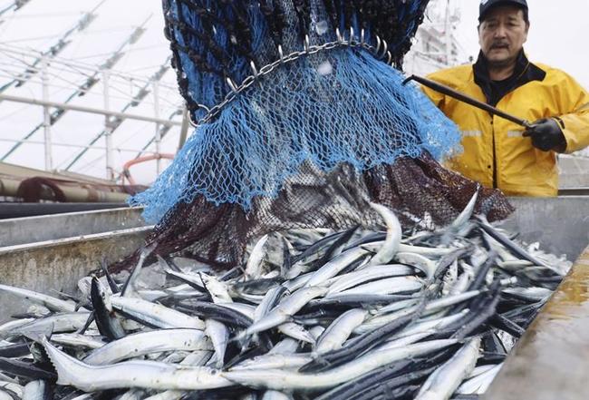 大型船から水揚げされるサンマ＝８月２６日、北海道根室市