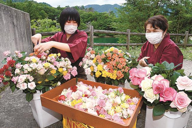 バラ湯にそなえてバラの花を切って準備するスタッフ〓（?）島根県邑南町矢上、いわみ温泉霧の湯