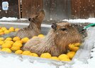 気持ちよさそうにゆず湯を楽しむカピバラ＝米子市岡成、大山トム・ソーヤ牧場