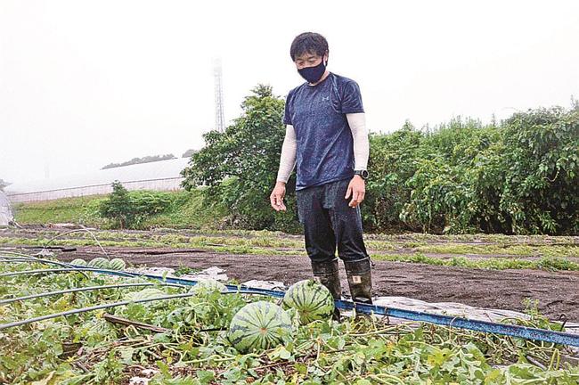 濁流で畑が押し流され(奥)、水に漬かって出荷できなくなったスイカに肩を落とす中原直樹さん=鳥取県北栄町大谷