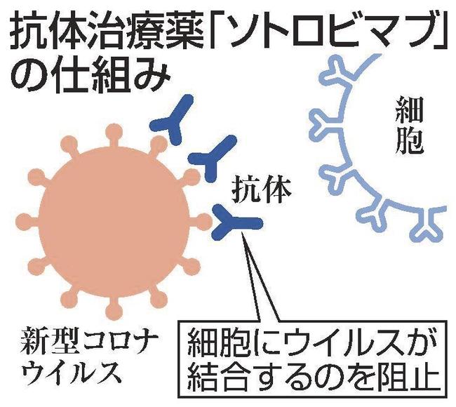 抗体治療薬「ソトロビマブ」の仕組み