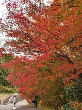 赤く色づいたモミジ＝島根県美郷町酒谷