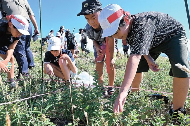 ハマボウフウを数える児童＝出雲市西園町、外園公園