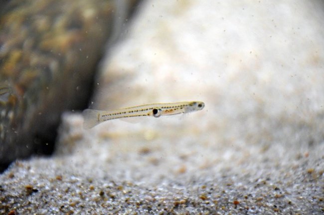 春を告げる魚として展示されているシロウオ＝出雲市園町、島根県立宍道湖自然館ゴビウス