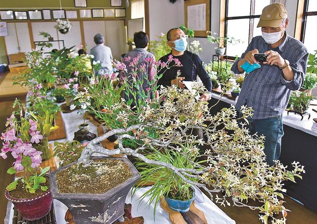益田山草会のメンバーが育てた山野草＝益田市乙吉町、乙吉公民館