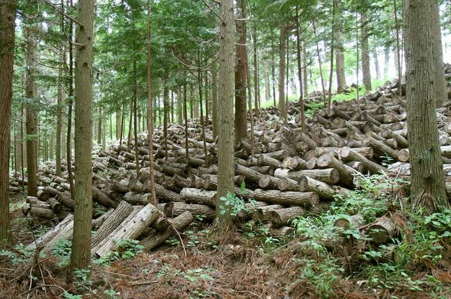 森林に並ぶシイタケ栽培の原木。通勤道で見かけた落とし物のシイタケの古里はどこだったのだろう＝宮城県登米市（資料）