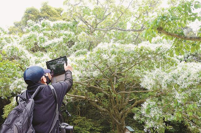 真っ白な花をつけたナンジャモンジャを撮影する観光客＝松江市殿町、城山公園椿谷