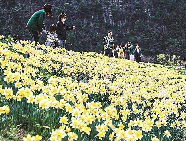 重栖川の土手に咲き誇るスイセン＝島根県隠岐の島町南方