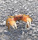 港のあちこちで出合ったカニ