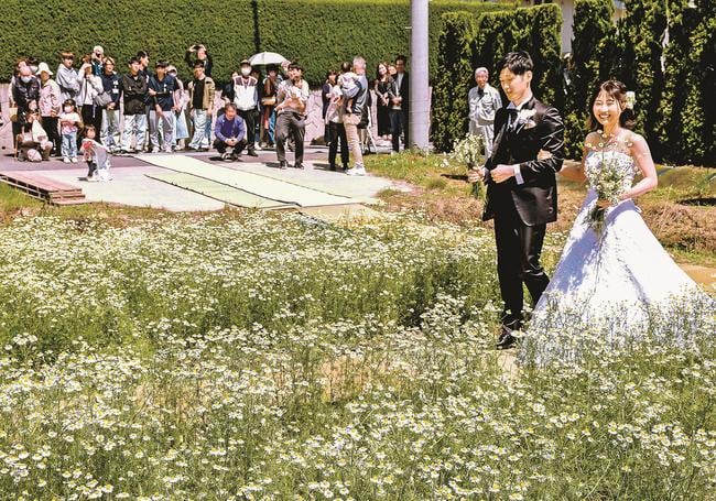 カモミール畑を進む水川大海さんと萌絵さん夫妻＝大田市波根町
