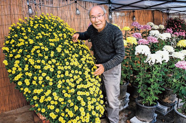 自宅で菊花展を開く辻井宏さん＝出雲市大社町北荒木