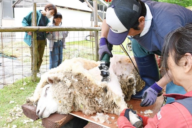 親子（左）が見守る中、毛を刈り取られる羊＝出雲市佐田町一窪田、飯の原農村公園吉栗の郷