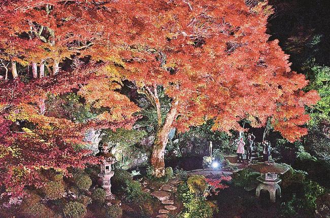 ライトアップされた紅葉＝島根県津和野町邑輝、旧堀氏庭園