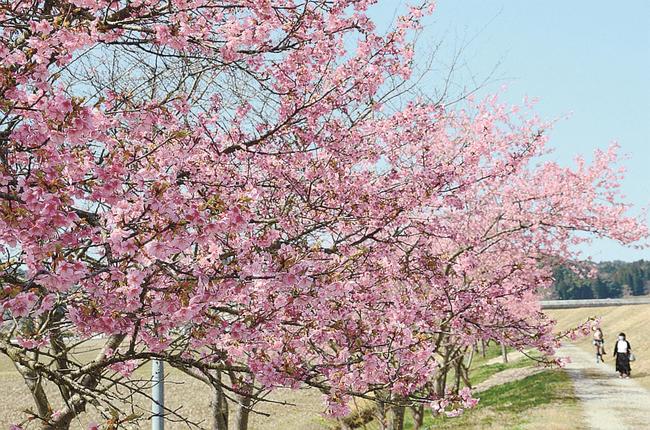 満開となった河津桜＝雲南市大東町養賀
