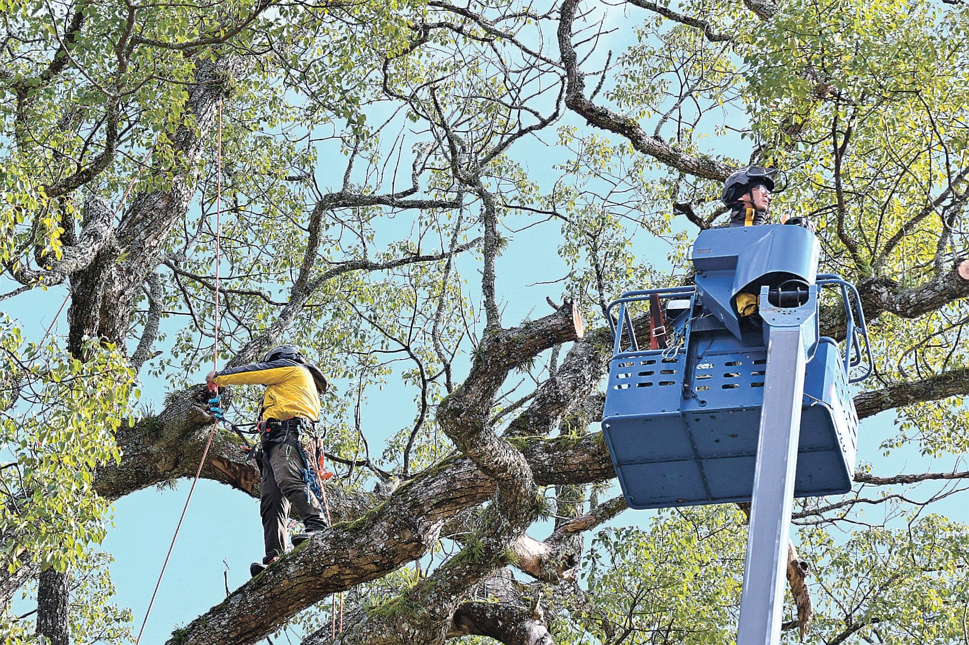 樹齢550年の大木お手入れ 津和野「大元神社跡の樟（クスノキ