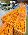 崎みかんの出荷作業に追われる人たち＝島根県海士町崎