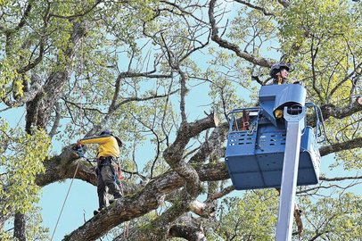 樹齢550年の大木お手入れ 津和野「大元神社跡の樟（クスノキ