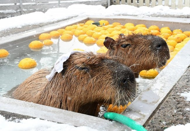 気持ちよさそうにゆず湯を楽しむカピバラ＝米子市岡成、大山トム・ソーヤ牧場