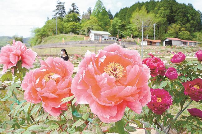 見頃を迎えたボタンの花＝島根県飯南町上赤名、赤名観光ぼたん園