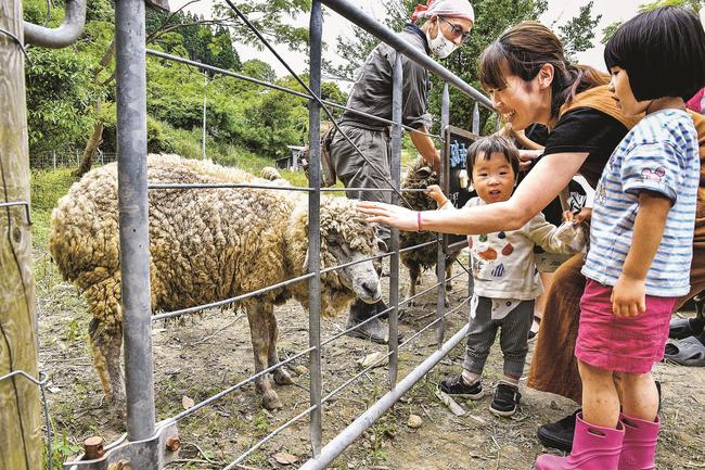 羊と触れ合う親子=江津市跡市町、跡市ひつじ牧場「紬のまきば」