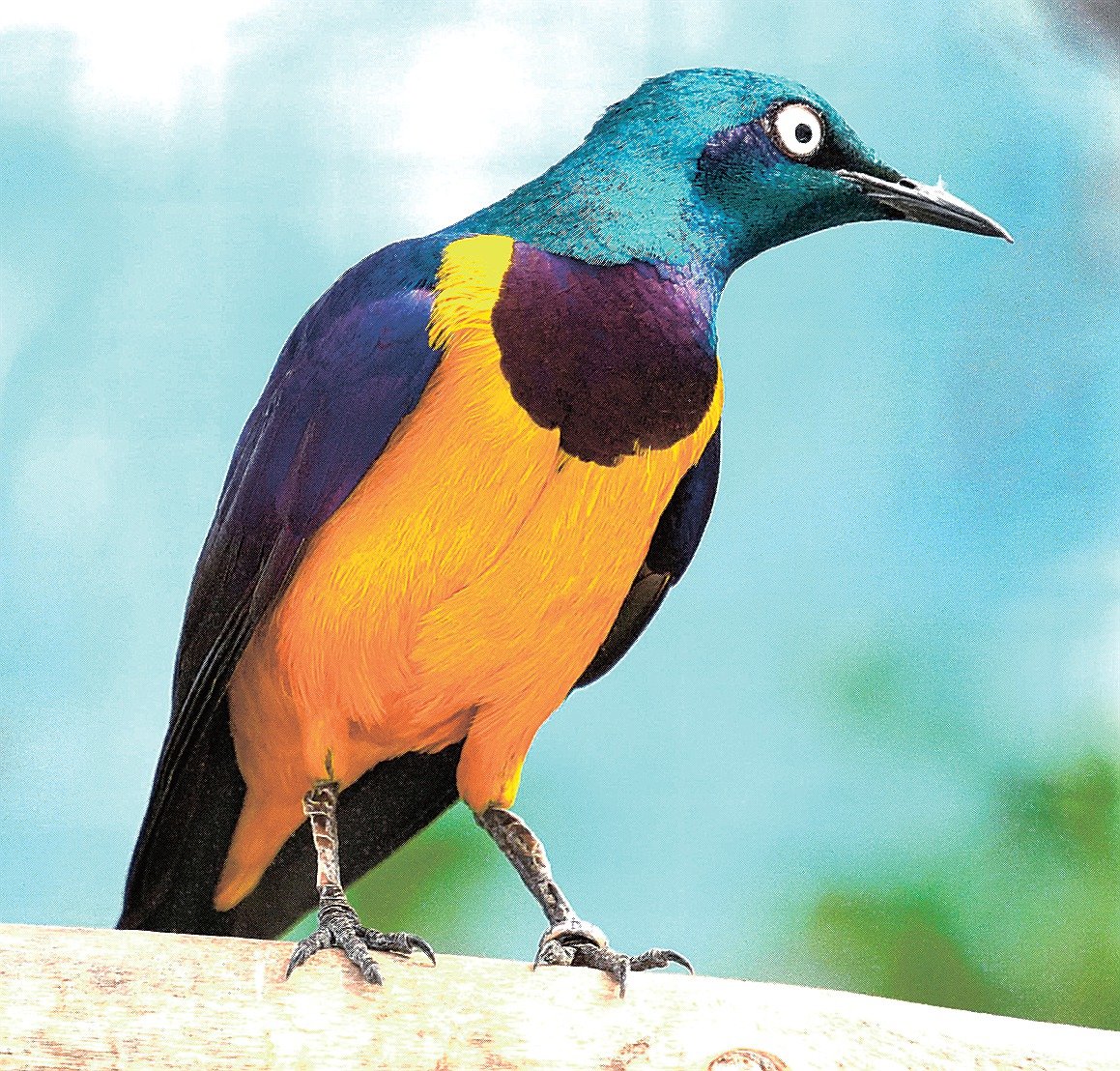 ガ*奨様 神産ノ黄泉鳥アメノトリフネ 生きもの大好き キンムネオナガテリムク 金属のように光る鳥 | 山陰