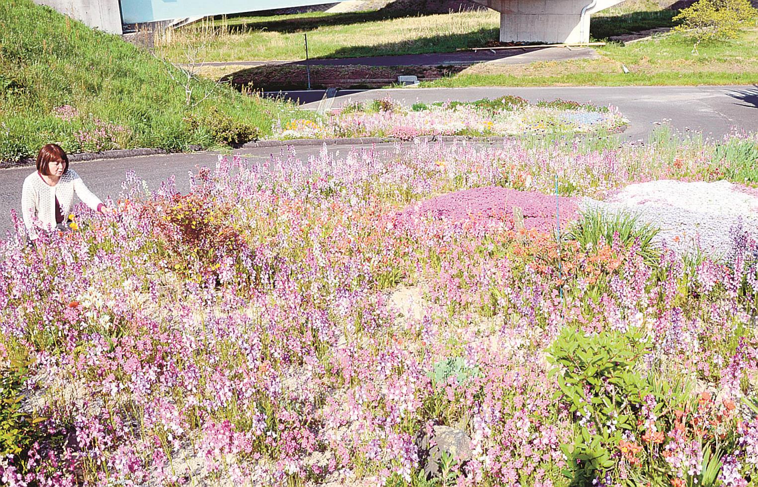 住民癒やす手作り花畑 安来 山陰中央新報デジタル