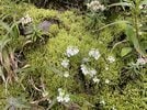 キュウシュウコゴメグサ（大山プロガイド協会提供）