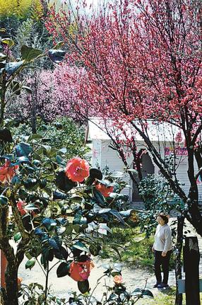来場者を楽しませるツバキとハナモモの花＝雲南市大東町上佐世