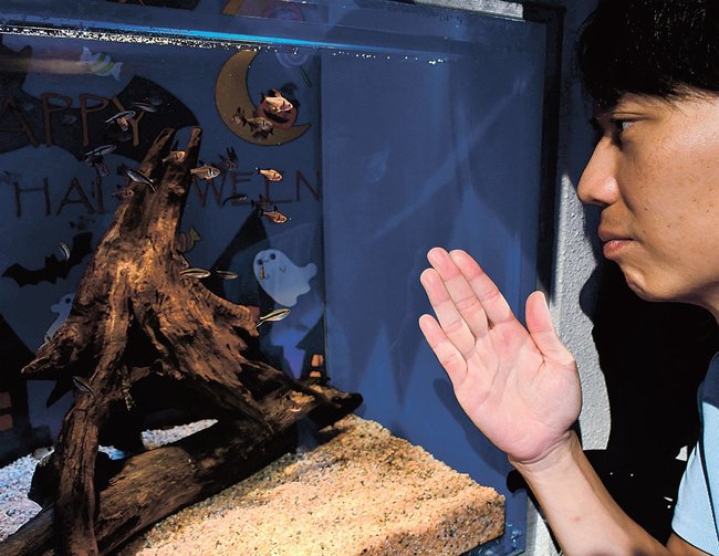 ハロウィーンにちなんだ魚を紹介する担当者=浜田市・江津市、しまね海洋館アクアス