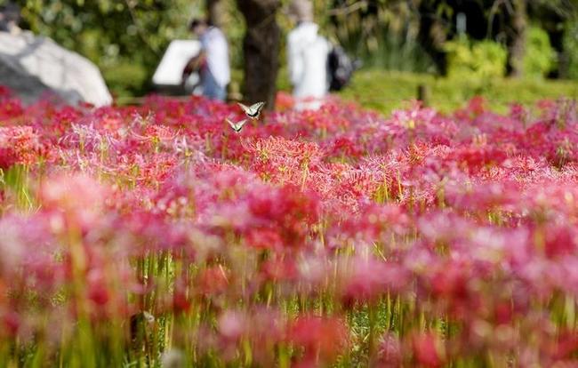 秋の訪れを告げるヒガンバナ＝２０２１年９月、東京都内