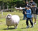 羊と触れあう子どもたち＝大田市山口町