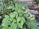 ヤマウド（大山プロガイド協会提供）