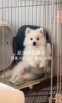 足湯が日課のフィンちゃん／日本スピッツFinn(フィン)さん(@spitz_finn.0410) 提供