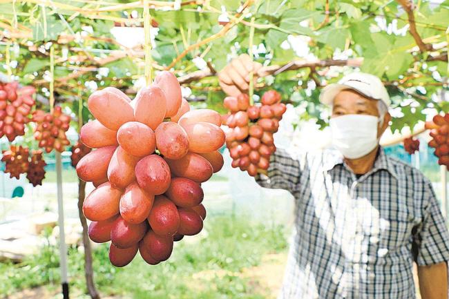 島根県が開発した大粒ブドウ「神紅」＝益田市喜阿弥町