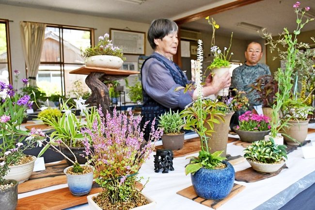 丹精込めて育てた山野草を並べる会員＝益田市乙吉町、乙吉公民館