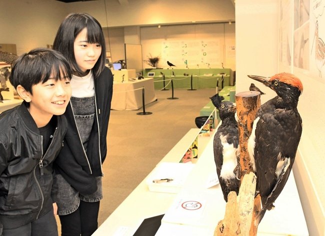 はく製を見ながら、くちばしの特徴を観察する子どもたち＝大田市三瓶町、島根県立三瓶自然館サヒメル