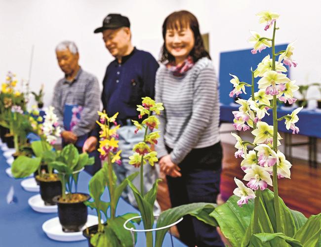 花の咲き具合を確かめる石見えびね会会員＝益田市有明町、島根県芸術文化センター・グラントワ
