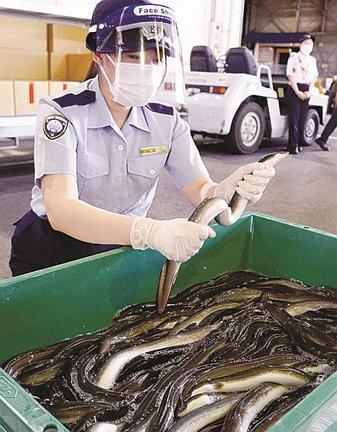 輸入ウナギを確認する東京税関の職員＝２０日午後、成田空港