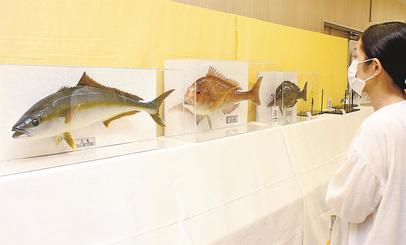 大物釣果 いつまでも 剥製、デジタル魚拓展示 雲南 | 山陰中央新報デジタル